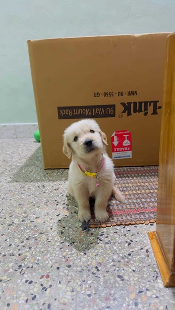 Golden Retriever For Sale In Dharmapuri
