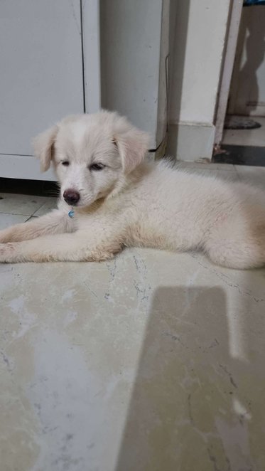 Indian Spitz For Sale In Gwalior
