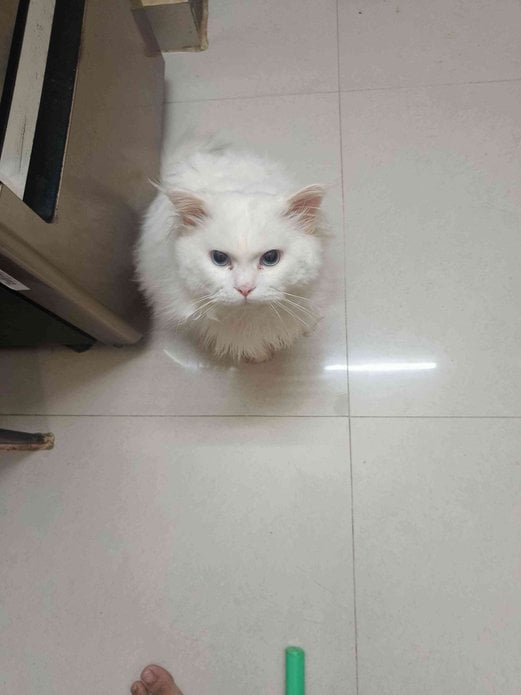 Persian For Adoption In Mumbai