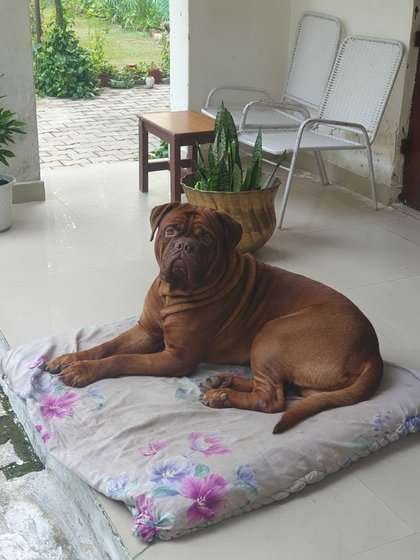 French Mastiff Dogs For Mating In Delhi