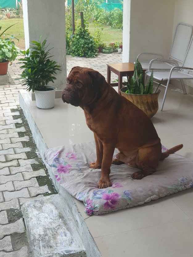 French Mastiff Dogs For Mating In Delhi