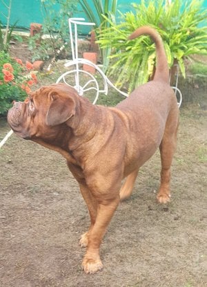 French Mastiff Dogs For Mating In Delhi