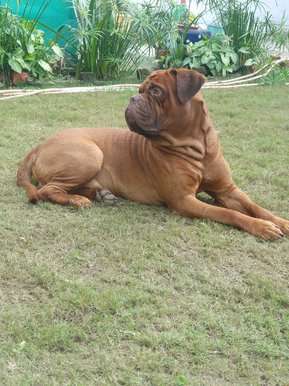 French Mastiff Dogs For Mating In Delhi