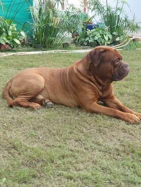 French Mastiff Dogs For Mating In Delhi