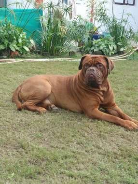 French Mastiff Dogs For Mating In Delhi