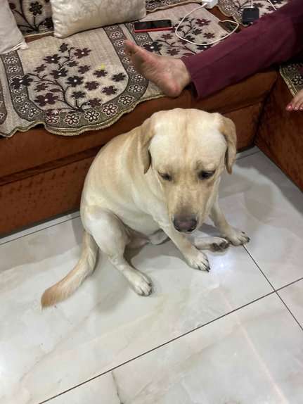 Labrador Retriever Dogs For Mating In Indore