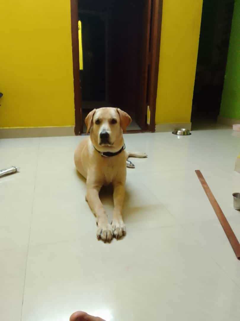 Labrador Retriever Dogs For Mating In Chennai