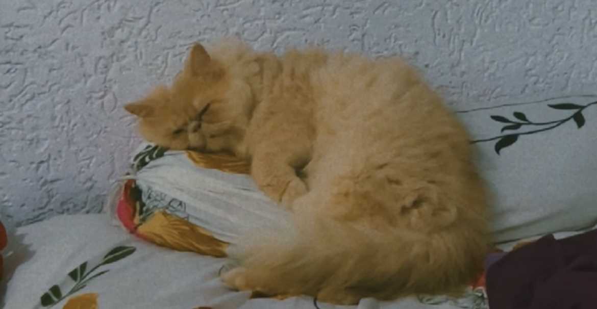 Persian For Adoption In Bhopal