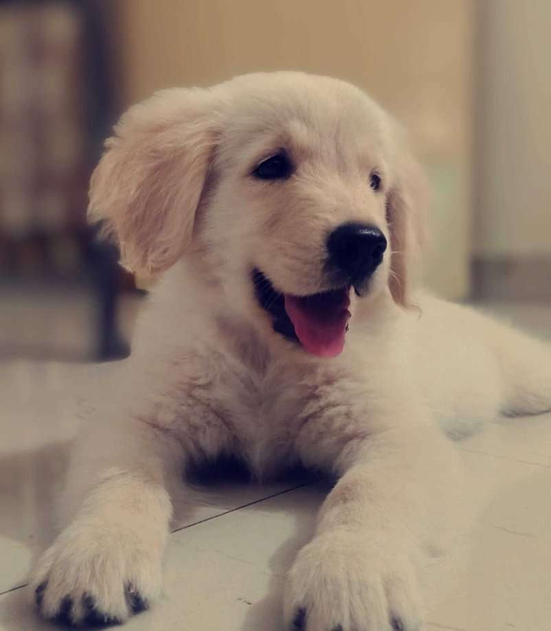 Golden Retriever For Sale In Visakhapatnam