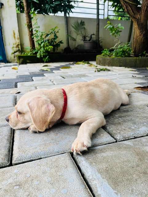 Labrador Retriever For Sale In Thrissur