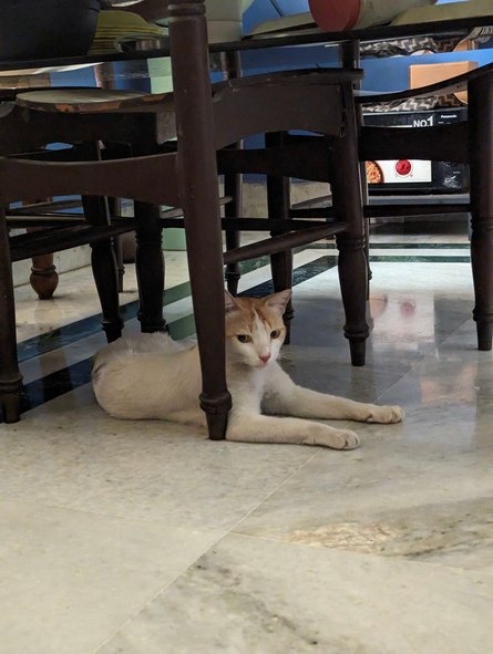 Indian Breed For Adoption In Kolkata
