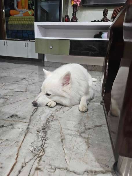 Indian Spitz Dogs For Mating In Medchal