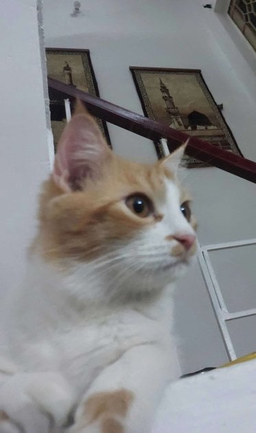 Persian For Sale In Coimbatore