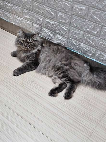 Siberian For Sale In Kolkata