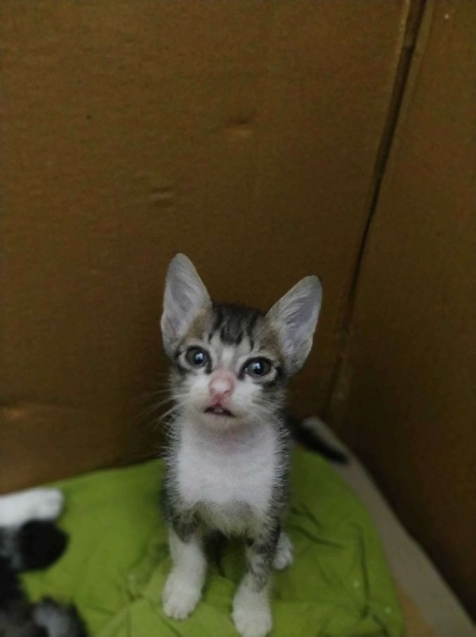 Indian Breed For Adoption In Coimbatore
