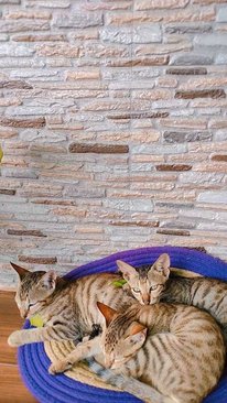 Indian Breed For Adoption In Raj nandgaon