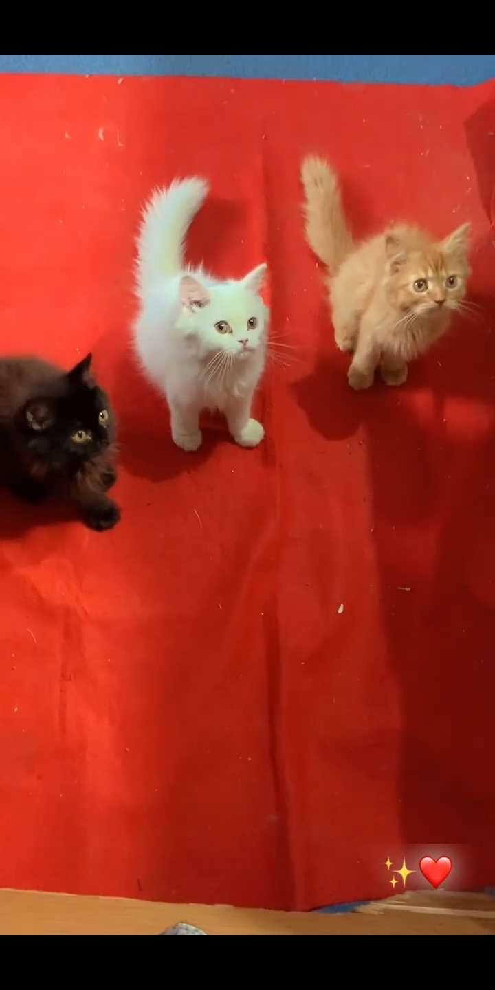 Persian For Sale In Rampur
