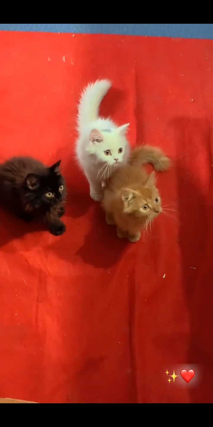 Persian For Sale In Rampur