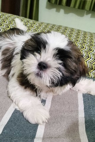 Shih Tzu For Sale In Bareilly