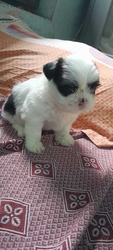 Shih Tzu For Sale In Gudivada