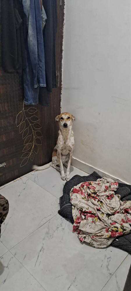 Indian Breed For Adoption In Lucknow