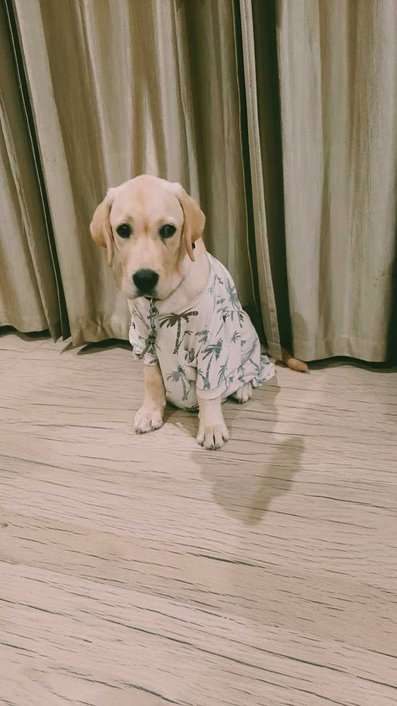 Labrador Retriever For Sale In Shimoga