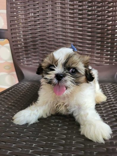 Shih Tzu For Sale In Jodhpur