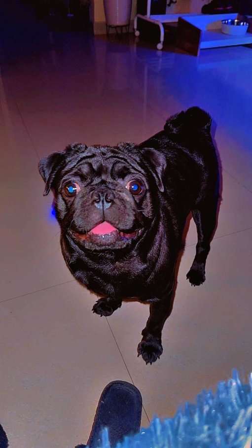 Pug Dogs For Mating In Panvel