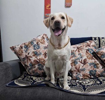Labrador Retriever Dogs For Mating In Ranchi