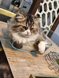 Persian For Sale In Noida