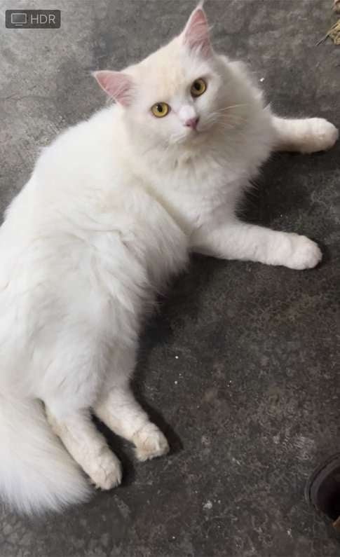 Persian For Sale In Kanpur