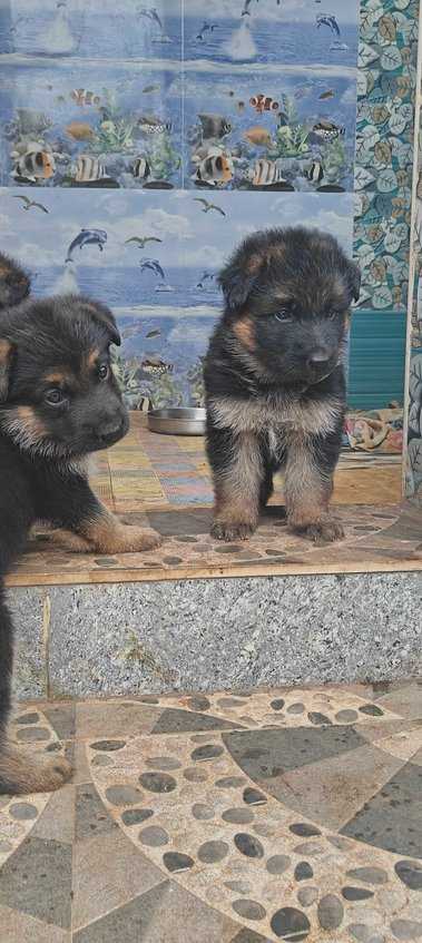 German Shepherd For Sale In Theni Allinagaram