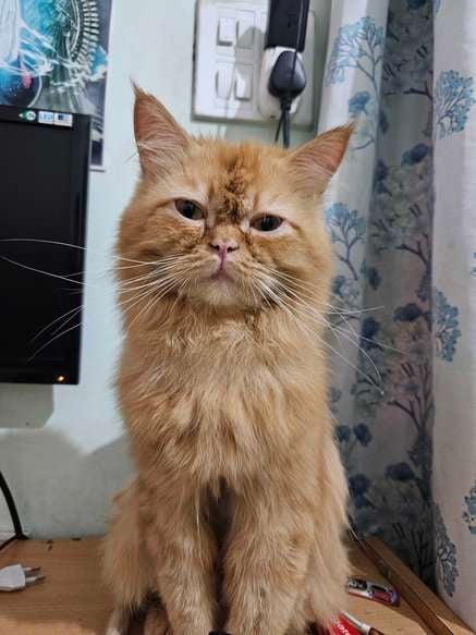 Persian For Adoption In Moradabad