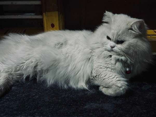 Persian For Adoption In Bangalore