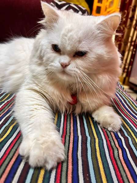 Persian For Adoption In Bangalore