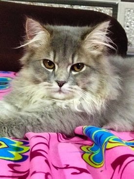 Persian Dogs For Mating In Thane