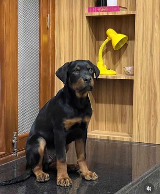 Rottweiler For Sale In Hisar