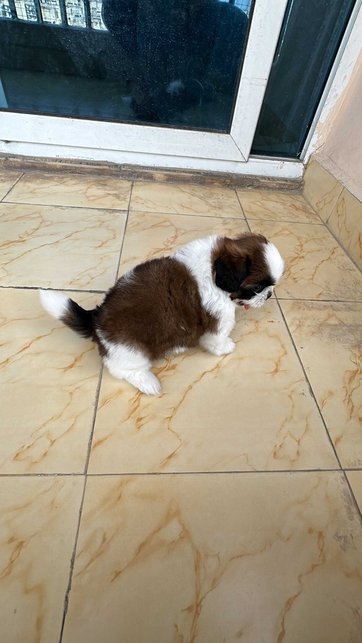 Shih Tzu For Sale In Noida