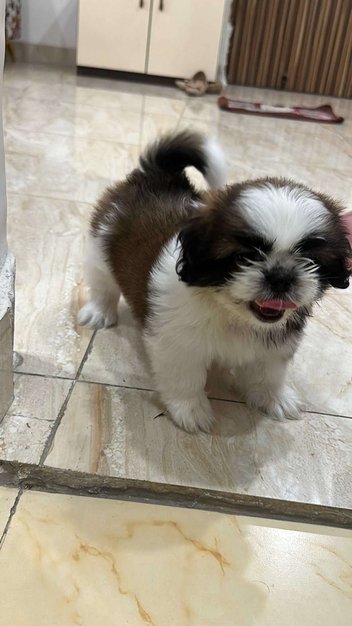 Shih Tzu For Sale In Noida