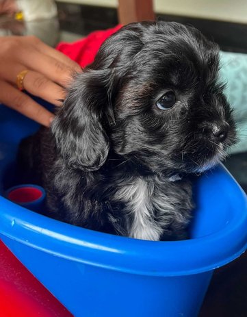 Shihpoo For Sale In Kannur