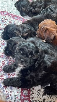 Shihpoo For Sale In Kannur