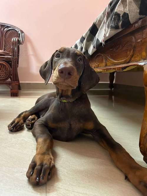 Doberman For Sale In Ongole