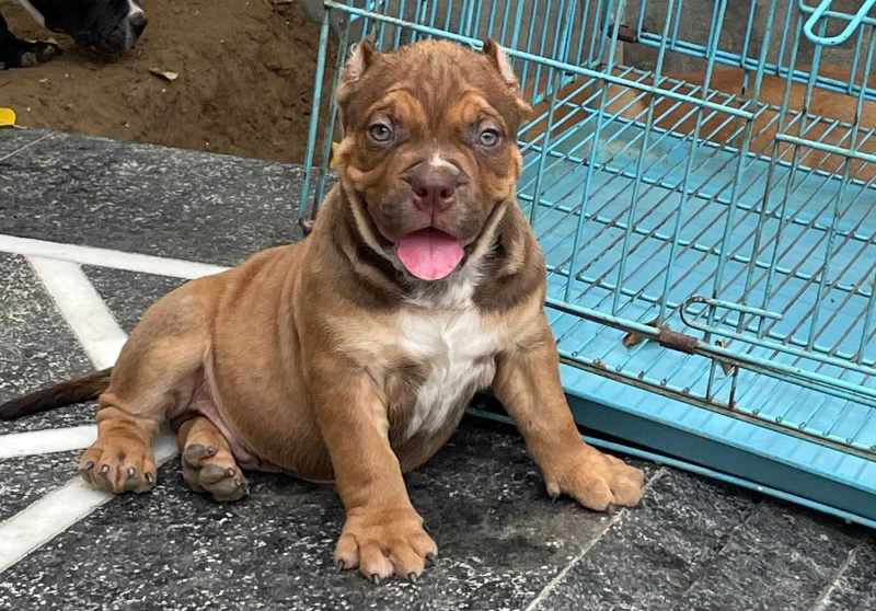 American Bully For Sale In Mumbai