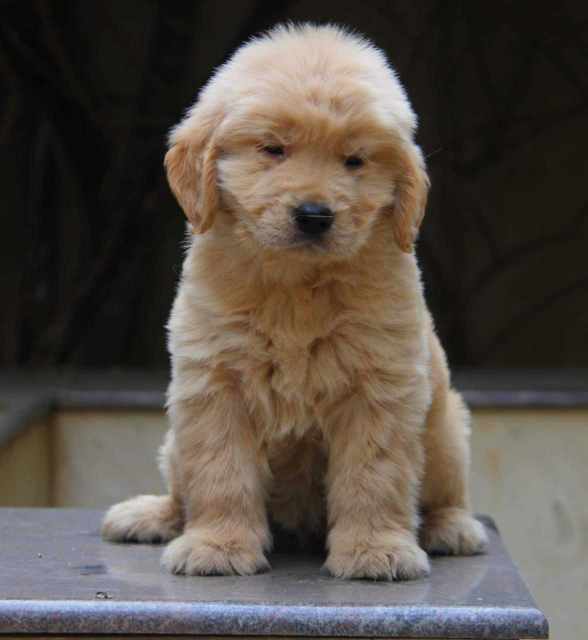 Golden Retriever For Sale In Panaji