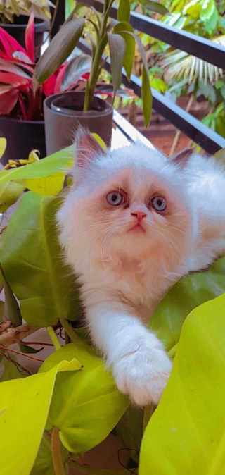 Ragdoll For Sale In Hyderabad
