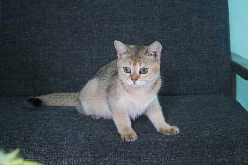 British Shorthair For Sale In Chennai