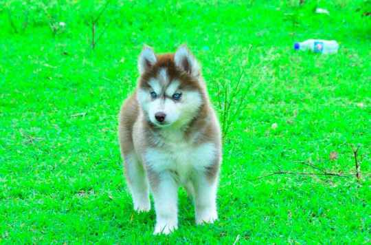 Siberian Husky For Sale In Ahmedabad