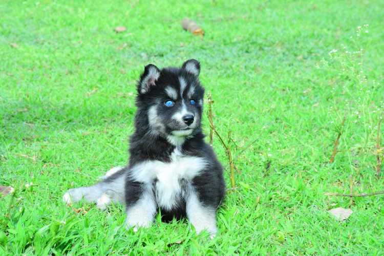Siberian Husky For Sale In Kanpur