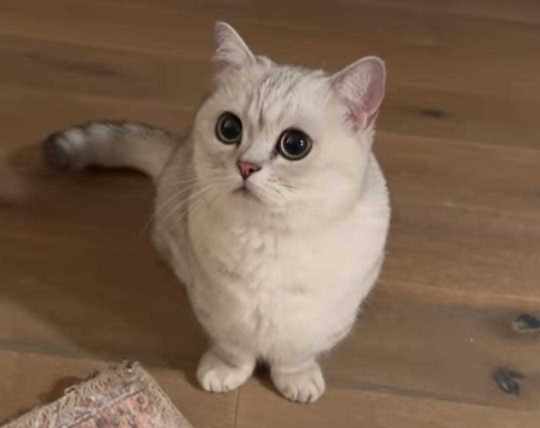 British Shorthair For Sale In Hyderabad