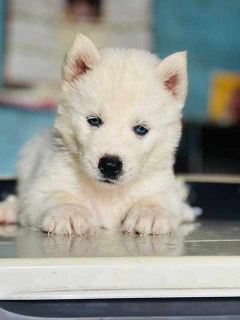 Siberian Husky For Sale In Mysore